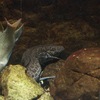 プロトプテルス・エチオピクス Protopterus aethiopicus