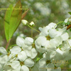 ユキヤナギ　新宿御苑　Thunberg's meadowsweet