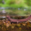 ヒダサンショウウオ Hynobius kimurae