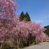 垂れ桜と花桃