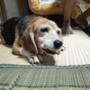 暑い日の犬のうた