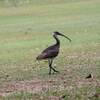 Straw-necked Ibis　ムギワラトキ