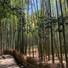 竹林の庭　
