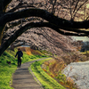 寒空の下の夕暮れ桜 2025（愛知）