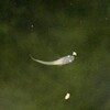 子メダカ発見