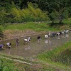 ６月１４日～苗取り・田植え～続き