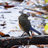 本日（12/23）の鳥見