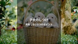 子犬のしつけで失敗しない！初心者が知っておくべき5つのポイント