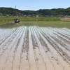 田植えを、手伝いました。2019-Ⅳ