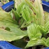 放置でエビネ増殖