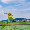 咲いてきた富山市のヒマワリ
