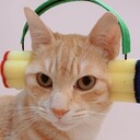 ねこず通信