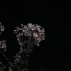 PENTACON auto 2.8/135 MCと α7 で夜桜 