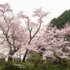 近所の桜めぐり Ⅶ