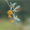 ピラカンサ