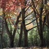 房総のむらの紅葉