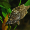 リーフフィッシュ｜South American Leaf Fish｜Monocirrhus polyacanthus