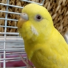 インコントーション