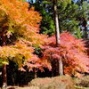 神奈川県足柄下郡湯河原町　　幕山公園　（まくやまこうえん）