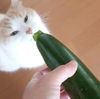 かわいいキク