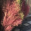 箒木