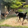 黒柴 🐶 つん