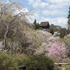 奈良の吉野の桜