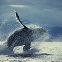 はねるクジラ　高校生の好奇心