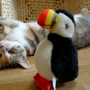 パフィンのビーズ