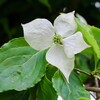 「佐久の季節便り」、「白い花」が、雨模様に清々しく…。