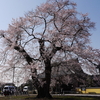 歓喜寺の江戸彼岸桜 2