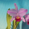 Cattleya trianae`Maiko'    