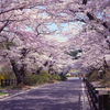 根暗の俺が職場の同期と花見へ行った結果