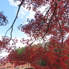 竜田公園の紅葉２０１９年（～１２月初旬）