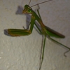 外来昆虫いろいろ。