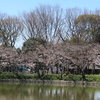 名城公園　2020.3.26
