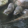 コツメカワウソ Aonyx cinerea