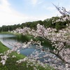 東京桜便り━三宅坂周辺━