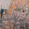 同志社大学・クラーク記念館と桜