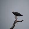 ミサゴ(Osprey)