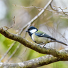 誰も居ない冬場の水場には....＂キクイタダキ＂＂ミソサザイ＂＂ゴジュウカラ＂＂マヒワ＂＂アトリ＂ほか　　野鳥撮影《第462回》