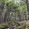 天狗岳～根石岳～硫黄岳①　渋の湯から根石岳山荘へ　2024.7.30～7.31