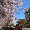 2020年石清水八幡宮さくら
