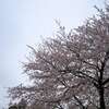 今年の桜も見納めか