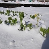 冬の青菜：花菜