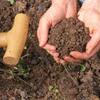 『なぜ土いじりで健康になるのか？』
