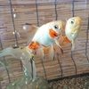 エサを待ちわびた金魚の早い春