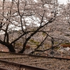 レールと桜のアーチの組み合わせが美しい「蹴上インクライン」 (Kyoto, Keage incline)