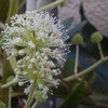 ヤツデの花にアブ