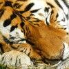 Sleeping Tiger